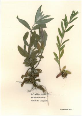 Épilobe hirsute