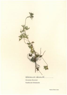 Géranium découpé