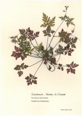 Géranium herbe-à-Robert