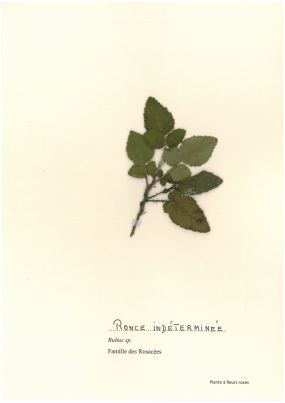 Ronce indéterminée