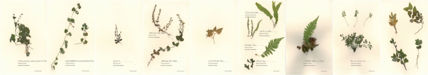 plantes à fleurs bleues, plantes sans fleurs, les indéterminées