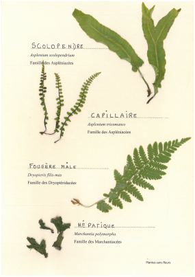 Capillaire, Fougère mâle, Hépatique