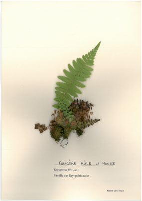 Fougère mâle et sa mousse