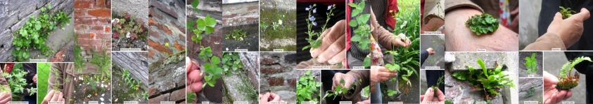 photos sur feuilles