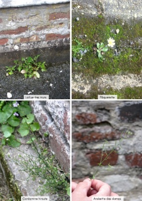 laitue des murs, pâquerette, cardamine, arabette