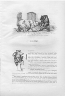 L'ours (8.051 Ko) L'ours (8.051 Ko)