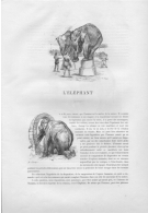 L'éléphant (8.240 Ko) L'éléphant (8.240 Ko)