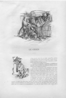 Le chien (8.304 Ko) Le chien (8.304 Ko)