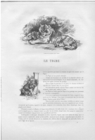 Le tigre (8.261 Ko) Le tigre (8.261 Ko)