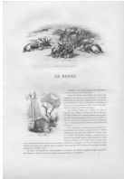Le renne (8.102 Ko) Le renne (8.102 Ko)