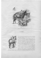 L'Ane (8.312 Ko) L'Ane (8.312 Ko)