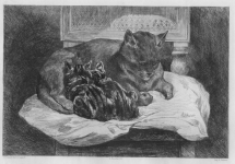 Le chat (9,61 Mo)