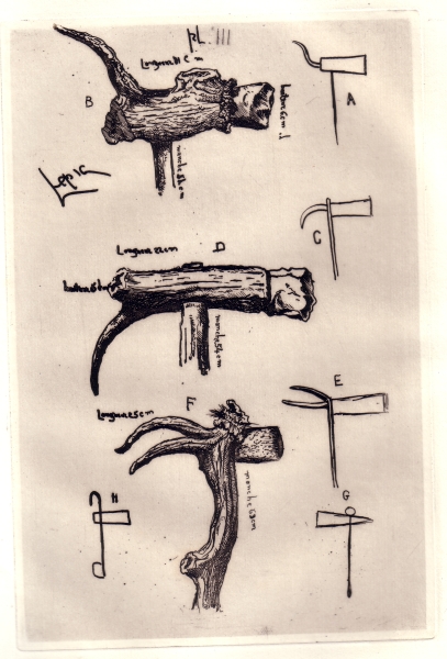 Planche 3