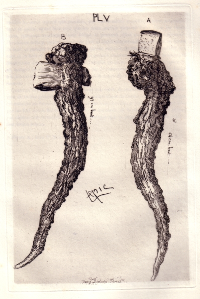 Planche 5