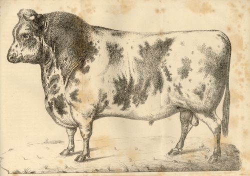 Lord Morpeth - 1837