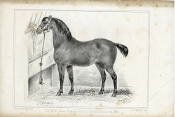 Coquette, jument de la race noire cotentine (La Normandie agricole, janvier 1846) Coquette, jument de la race noire cotentine (La Normandie agricole, janvier 1846)