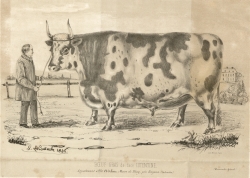Boeuf gras de race cotentine (La Normandie agricole, février 1846) Boeuf gras de race cotentine (La Normandie agricole, février 1846)