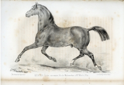 Mentor, étalon carrossier, fils de Mahométan (La Normandie agricole, novembre 1845). Mentor, étalon carrossier, fils de Mahométan (La Normandie agricole, novembre 1845).