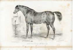 DAIO, Fils de Fortuné, Mr Marion père (La Normandie agricole, octobre 1845). DAIO, Fils de Fortuné, Mr Marion père (La Normandie agricole, octobre 1845).