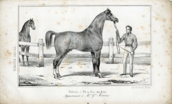 Hébrus, fils de Don quichotte, appartenant à M. G. Marion (La Normandie agricole, juillet 1845) Hébrus, fils de Don quichotte, appartenant à M. G. Marion (La Normandie agricole, juillet 1845)