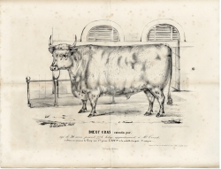 Boeuf gras, cotentin pur (La Normandie agricole, avril 1846) Boeuf gras, cotentin pur (La Normandie agricole, avril 1846)