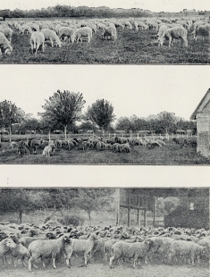 Les Moutons
