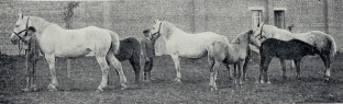 Poulinières suitées