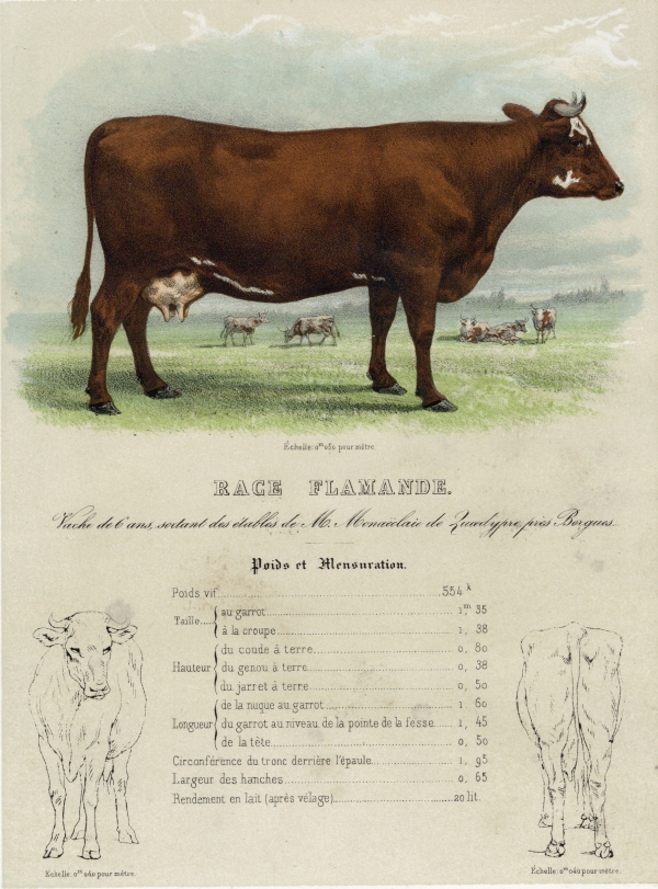 Description des espèces bovine, ovine et porcine de la France par MM. les Inspecteurs Généraux de l'Agriculture publiée par ordre de S. Exc. le Ministre de l'Agriculture du Commerce et des Travaux publics. Tome I : Espèce bovine. 1ère livraison : Les Races flamandes (1857)