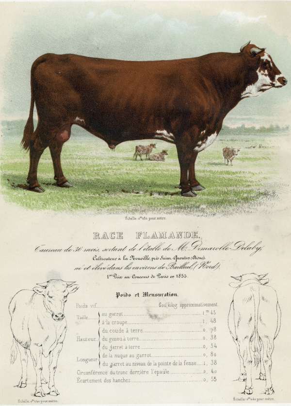 Description des espèces bovine, ovine et porcine de la France par MM. les Inspecteurs Généraux de l'Agriculture publiée par ordre de S. Exc. le Ministre de l'Agriculture du Commerce et des Travaux publics. Tome I : Espèce bovine. 1ère livraison : Les Races flamandes (1857)