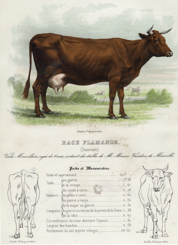 Description des espèces bovine, ovine et porcine de la France par MM. les Inspecteurs Généraux de l'Agriculture publiée par ordre de S. Exc. le Ministre de l'Agriculture du Commerce et des Travaux publics. Tome I : Espèce bovine. 1ère livraison : Les Races flamandes (1857)