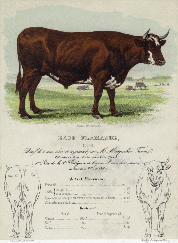 Description des espèces bovine, ovine et porcine de la France par MM. les Inspecteurs Généraux de l'Agriculture publiée par ordre de S. Exc. le Ministre de l'Agriculture du Commerce et des Travaux publics. Tome I : Espèce bovine. 1ère livraison : Les Races flamandes (1857)