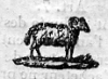 belier